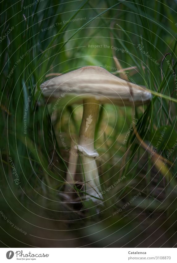 Ein weisser Pilz im hohem Gras Natur Pflanze Sommer Blatt Halm Wiese stehen Wachstum frisch schön schleimig braun gelb grün weiß Stimmung achtsam entdecken