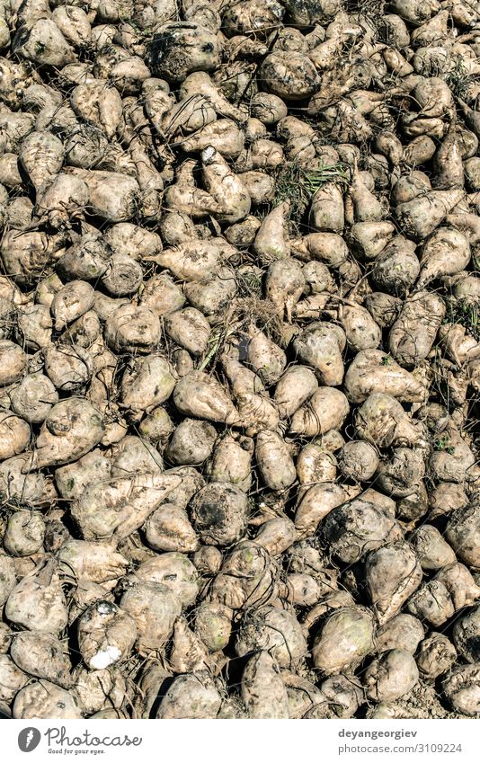 Zuckerrübenhaufen auf dem Bauernhof. Gemüse Ernährung Industrie Landschaft Erde Wachstum Anhäufung Rote Beete Ackerbau Haufen Wurzel Ernte Rüben Feld ländlich