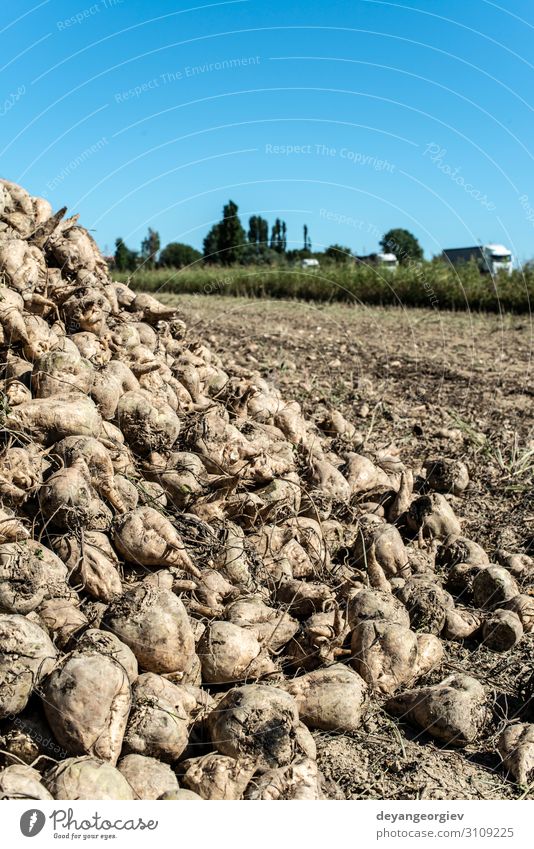 Zuckerrübenhaufen auf dem Bauernhof. Gemüse Ernährung Industrie Landschaft Erde Wachstum Anhäufung Rote Beete Ackerbau Haufen Wurzel Ernte Rüben Feld ländlich