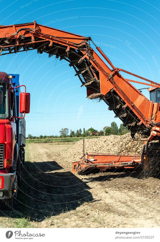 Maschinelles Ernten von Zuckerrüben. Industrie Verkehr Traktor Anhänger Sport Mähdrescher einbringen Rote Beete Verarbeitung Bauernhof Ackerbau Feldfrüchte süß