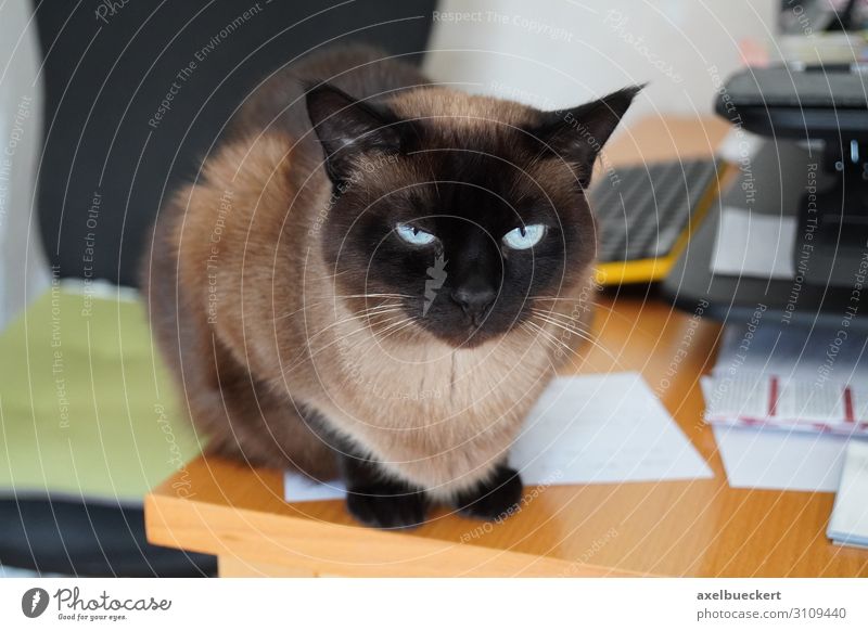 Katze auf unordentlichem Schreibtisch Häusliches Leben Wohnung Tier Haustier 1 sitzen siamkatze Hauskatze rassekatze Tisch stur Zettel Farbfoto Innenaufnahme