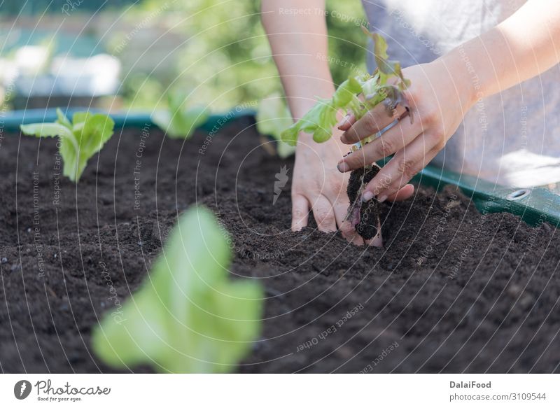 Bio-Eiche Salatplantage Realszene Gemüse Ernährung Vegetarische Ernährung Sommer Garten Industrie Technik & Technologie Hand Umwelt Natur Pflanze Blatt Wachstum