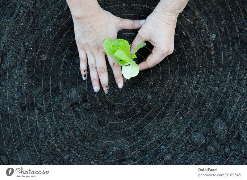 Bio-Eiche Salatplantage Realszene Gemüse Ernährung Vegetarische Ernährung Sommer Garten Industrie Technik & Technologie Hand Umwelt Natur Pflanze Blatt Wachstum