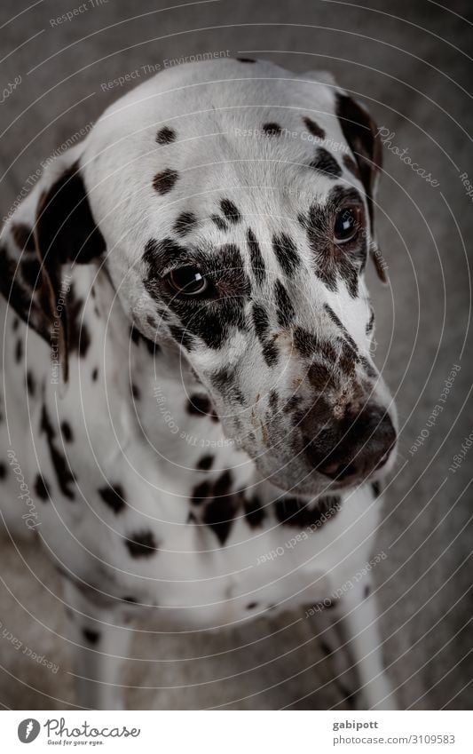 kann ich noch eins haben...? Tier Haustier Hund 1 Blick Kitsch süß niedlich Hundeblick betteln Tierliebe Dalmatiner Auge Punkt Farbfoto Innenaufnahme