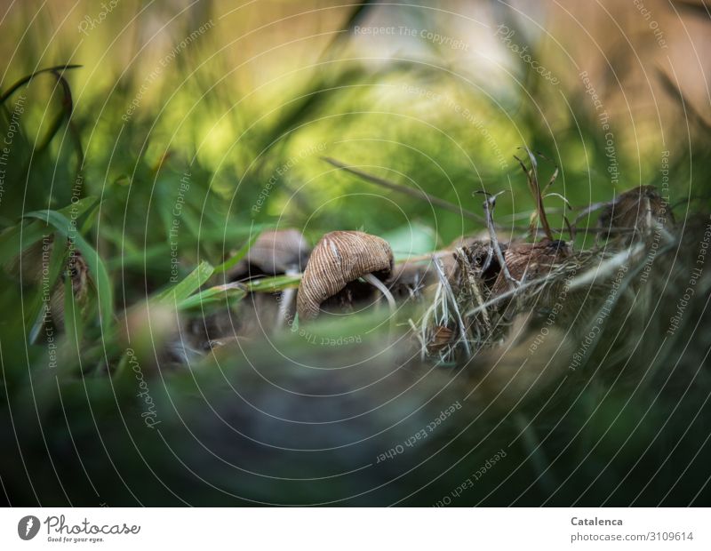 Vergänglich, Pilze auf der Wiese welken Umwelt Natur Pflanze Herbst Gras Pilzhut Garten Wald dehydrieren schön klein trocken braun gelb gold grün beweglich