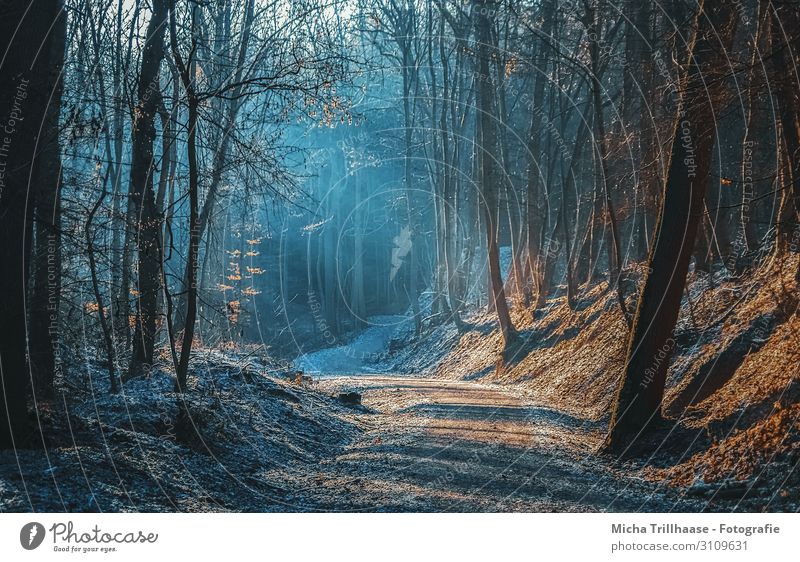 Sonnenstrahlen auf dem Waldweg Natur Landschaft Pflanze Himmel Sonnenlicht Herbst Winter Schönes Wetter Baum Erholung leuchten wandern natürlich blau braun gelb