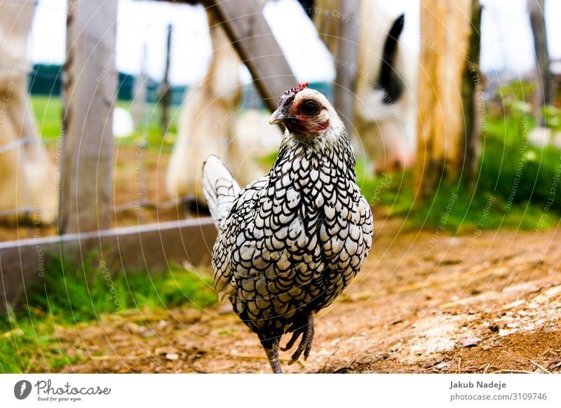 Neugieriges Huhn Umwelt Natur Tier Sommer Nutztier Vogel 1 beobachten laufen authentisch frech Freundlichkeit natürlich Vorfreude Tierliebe Interesse