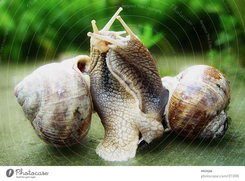 openair Schnecke durcheinander Schneckenhaus Gefühle