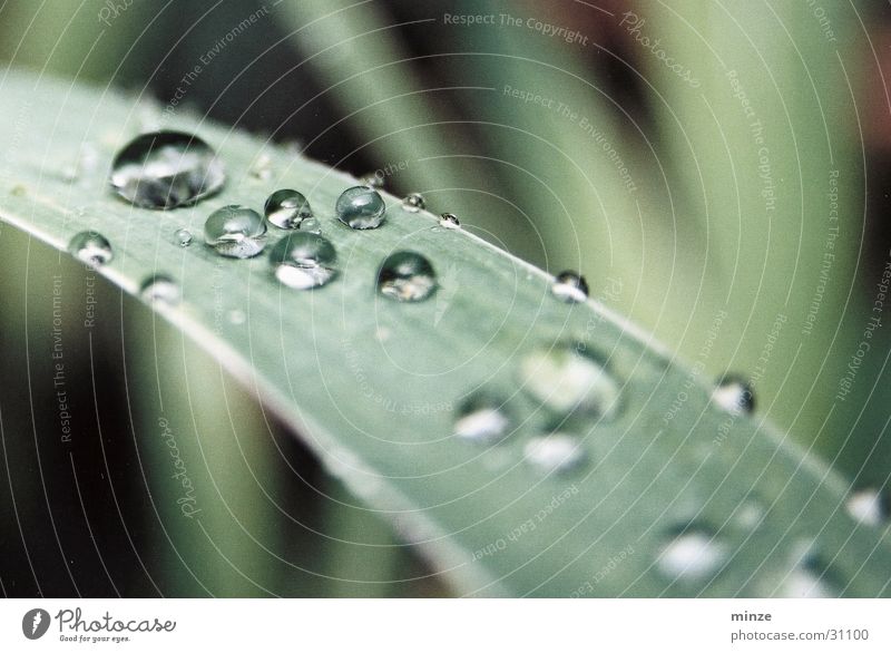 morgentau Tau Wassertropfen grün Blatt glänzend Pflanze Reifezeit Wachstum