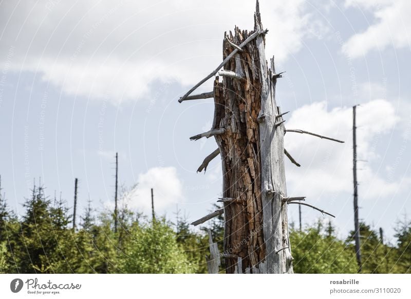 unser Wald | wertvoll Umwelt Natur Klima Klimawandel Unwetter Baum Holz alt dünn grün Tod Desaster Umweltschutz Zerstörung Zukunft Waldsterben Baumstamm