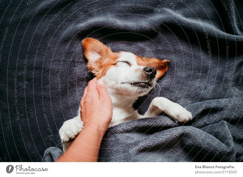 süsser kleiner Jack Russell auf dem Bett liegend, bedeckt mit grauer Decke Lifestyle Freizeit & Hobby Winter Haus feminin Junge Frau Jugendliche Erwachsene Hand