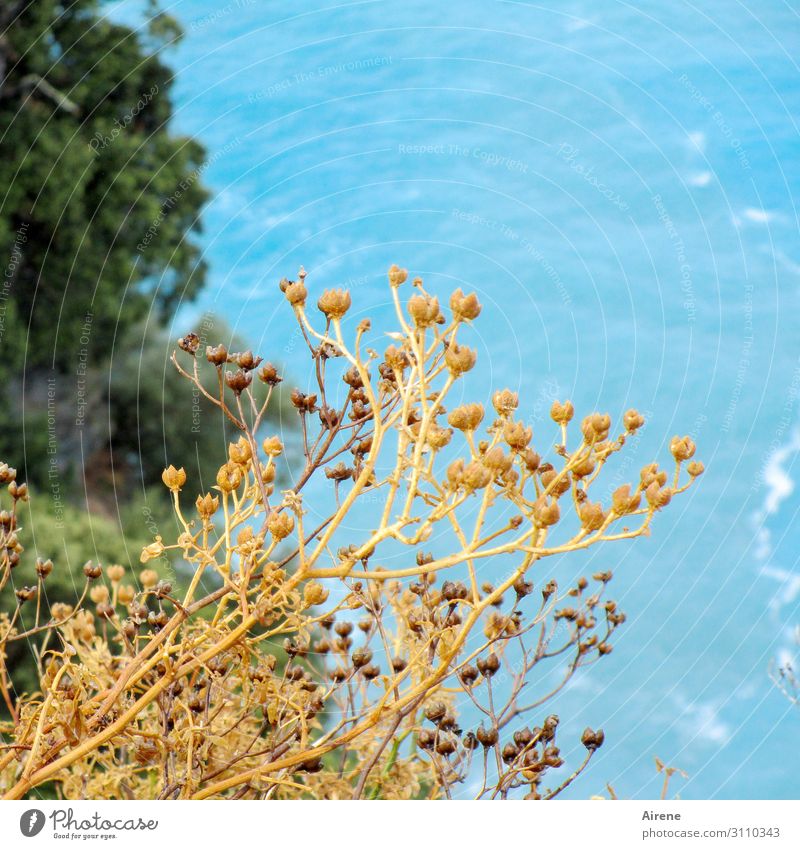 Irgendwas irgendwo Urelemente Wasser Sommer Schönes Wetter Gras Bucht Meer blau braun gelb türkis Ferien & Urlaub & Reisen Farbfoto Außenaufnahme Menschenleer