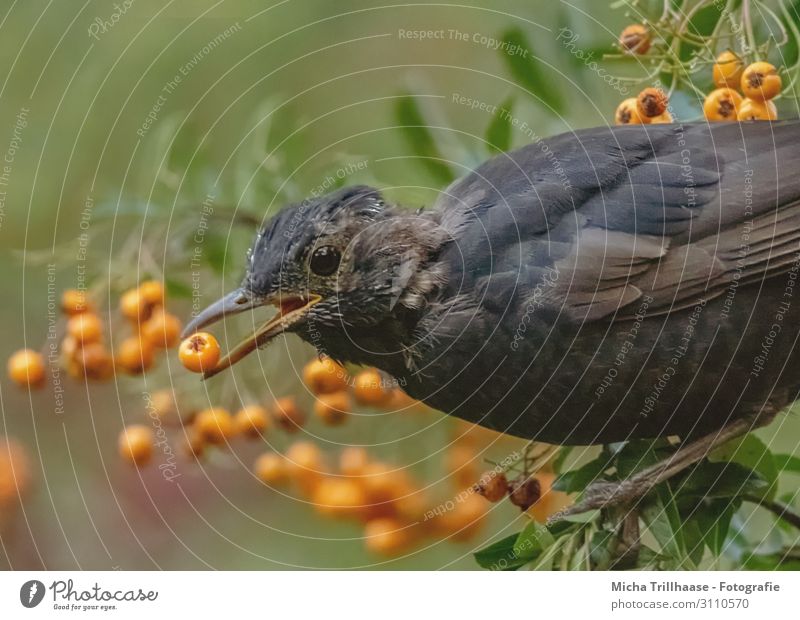 Amsel mit Beere im Schnabel Natur Tier Sonnenlicht Schönes Wetter Sträucher Sanddorn Beeren Wildtier Vogel Tiergesicht Flügel Krallen Auge Feder gefiedert 1