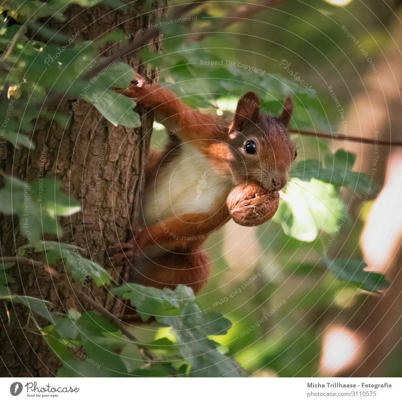 Aufmerksames Eichhörnchen mit Nuss im Maul Natur Tier Sonne Sonnenlicht Schönes Wetter Baum Blatt Baumstamm Wald Wildtier Tiergesicht Fell Krallen Pfote Kopf