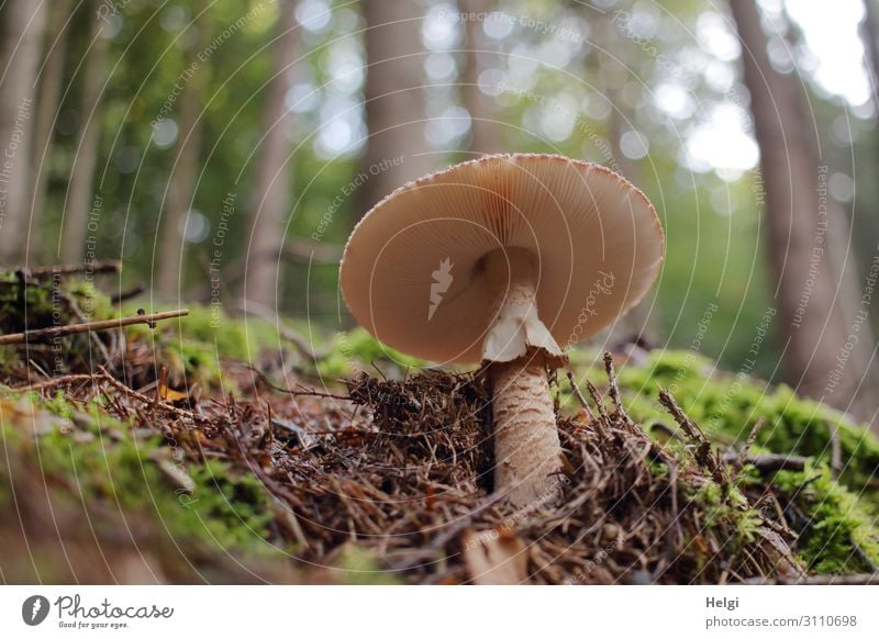 Parasolpilz am Waldboden aus der Froschperspektive, im Hintergrund Bäume mit Bokeh Umwelt Natur Landschaft Pflanze Herbst Schönes Wetter Moos Wildpflanze stehen