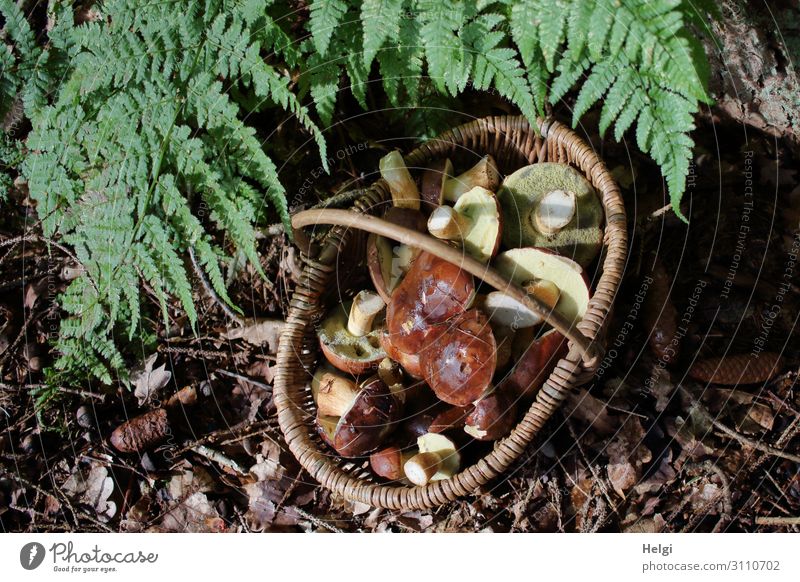 Weidenkorb mit vielen geernteten Pilzen steht unter Farnblättern auf dem Waldboden Umwelt Natur Pflanze Herbst Schönes Wetter authentisch einzigartig natürlich