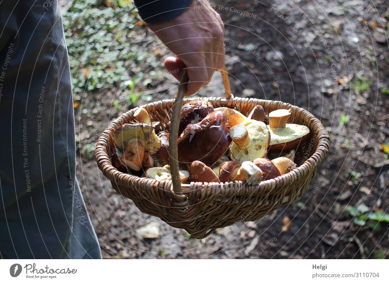 Männerhand trägt einen Weidenkorb mit frisch geernteten Waldpilzen Hand Umwelt Natur Herbst Korb festhalten authentisch außergewöhnlich klein lecker natürlich