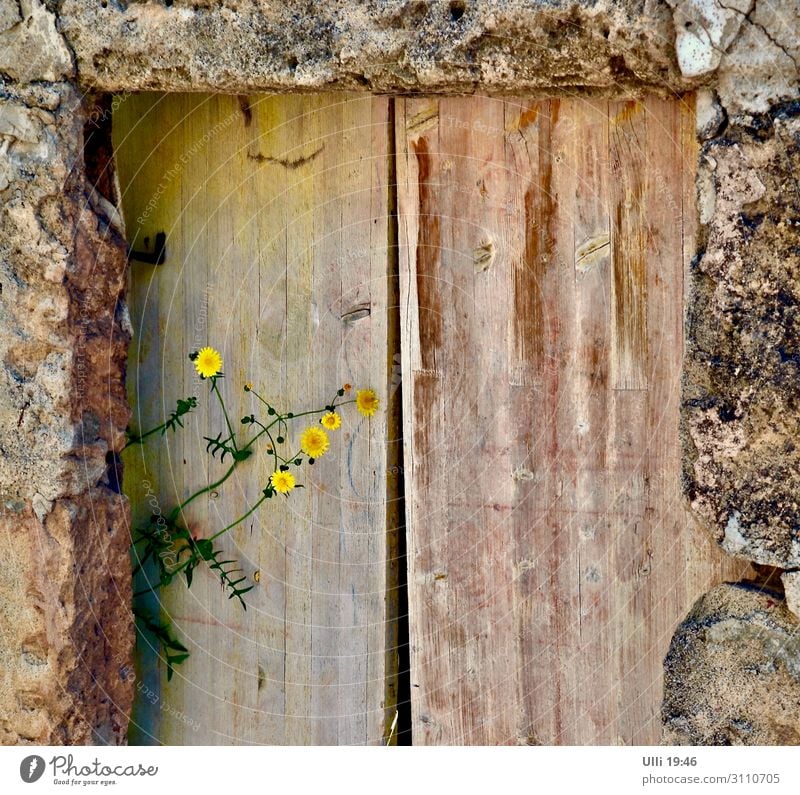 Lichtblick (1) Ausflug Sommer Häusliches Leben Schönes Wetter Pflanze Blüte Grünpflanze Dorf Altstadt Menschenleer Mauer Wand Tür Holztor Straße Gasse Stein