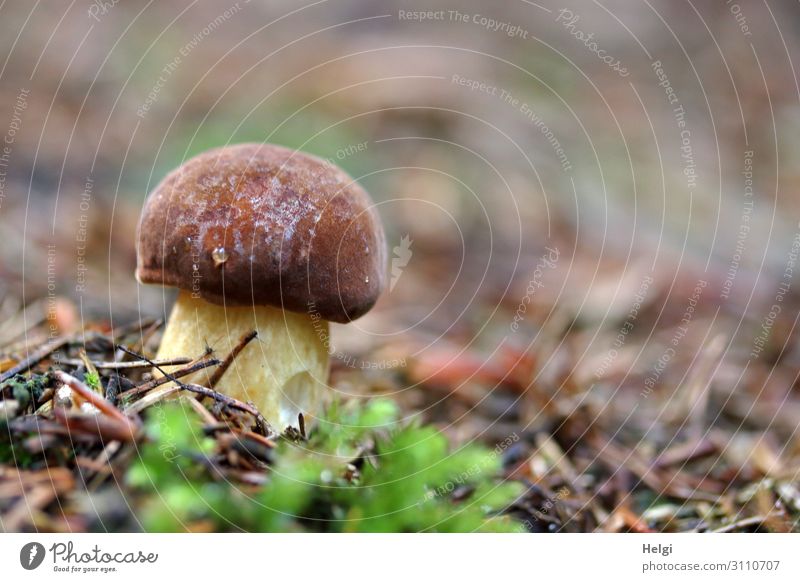 kleiner dicker Maronenröhrling - eine Pilzart - wächst im Herbst am Waldboden Umwelt Natur Pflanze stehen Wachstum frisch lecker natürlich braun gelb grün