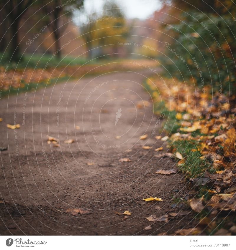 Herbstweg Natur Blatt Park Wald Wandel & Veränderung Ziel Wegrand herbstlich Schlamm gelb Jahreszeiten Spazierweg Farbfoto Außenaufnahme Textfreiraum links