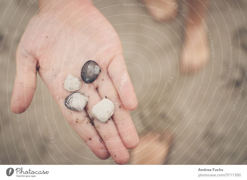 Vier Muschelschalen auf der Hand Handfläche Sommer Strand 3-8 Jahre Kind Kindheit Natur Sand Souvenir Freizeit & Hobby Freude Farbfoto Außenaufnahme