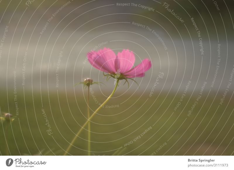 mehr braucht es nicht; Blume , minimalistisch, Romantik Wellness Erholung ruhig Meditation Sommerurlaub Kunstwerk Pflanze Blüte Garten Globus träumen