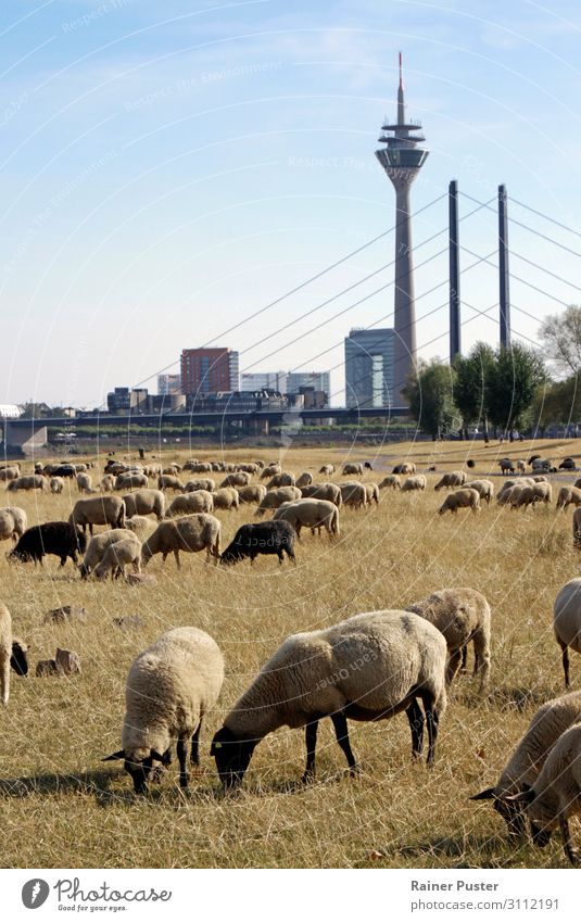 Klimawandel: Schafe auf trockener Wiese in Düsseldorf Wolkenloser Himmel Wetter Schönes Wetter Stadt Stadtzentrum Nutztier Schafherde Herde Fressen blau braun