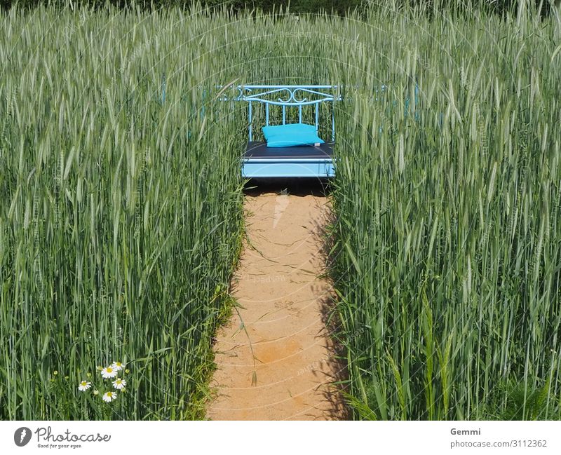 Schlaf gut! Glück Wohlgefühl Ausflug Sommer Garten Bett Natur Pflanze Sand Sonne Schönes Wetter Nutzpflanze Getreidefeld Park Feld Erholung genießen liegen