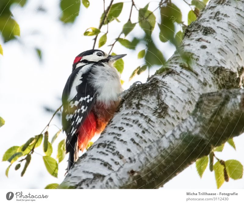 Buntspecht am Birkenstamm Natur Tier Himmel Sonnenlicht Schönes Wetter Baum Blatt Baumstamm Wildtier Vogel Tiergesicht Flügel Krallen Specht Kopf Schnabel Auge