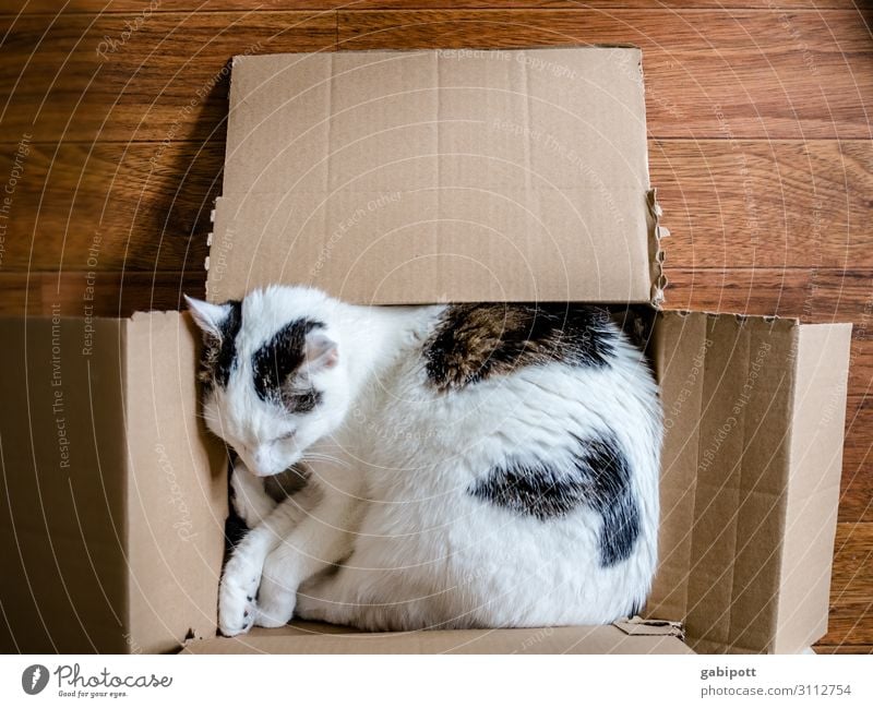 Kistenschläfer Tier Haustier Katze 1 schlafen kuschlig Erholung gemütlich Karton typisch Farbfoto Gedeckte Farben Innenaufnahme Nahaufnahme Menschenleer