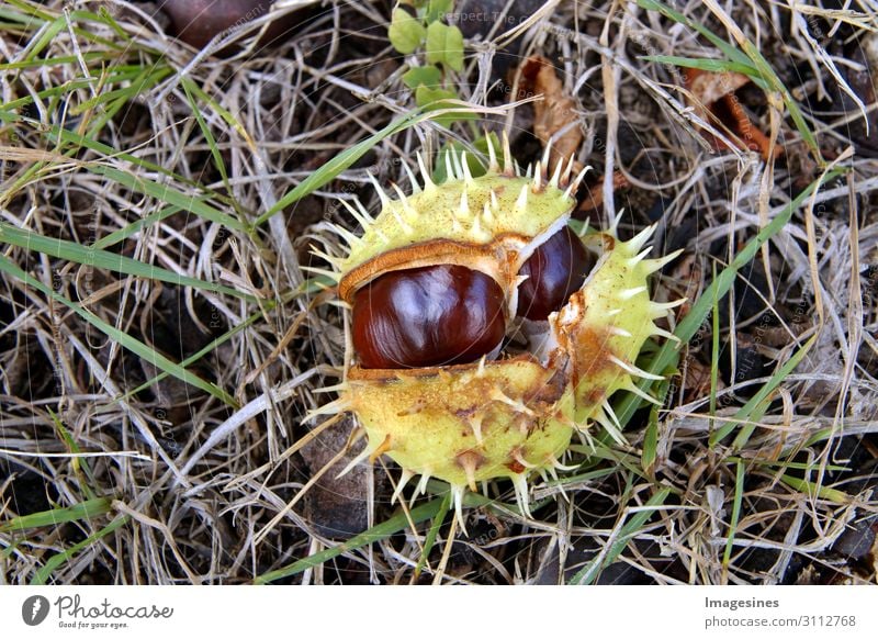 Frische offene Rosskastanie auf dem Boden, gefallen von einem Baum. Aesculus hippocastanum, Rosskastanie sind aufgrund ihres bitteren Geschmacks nicht essbar