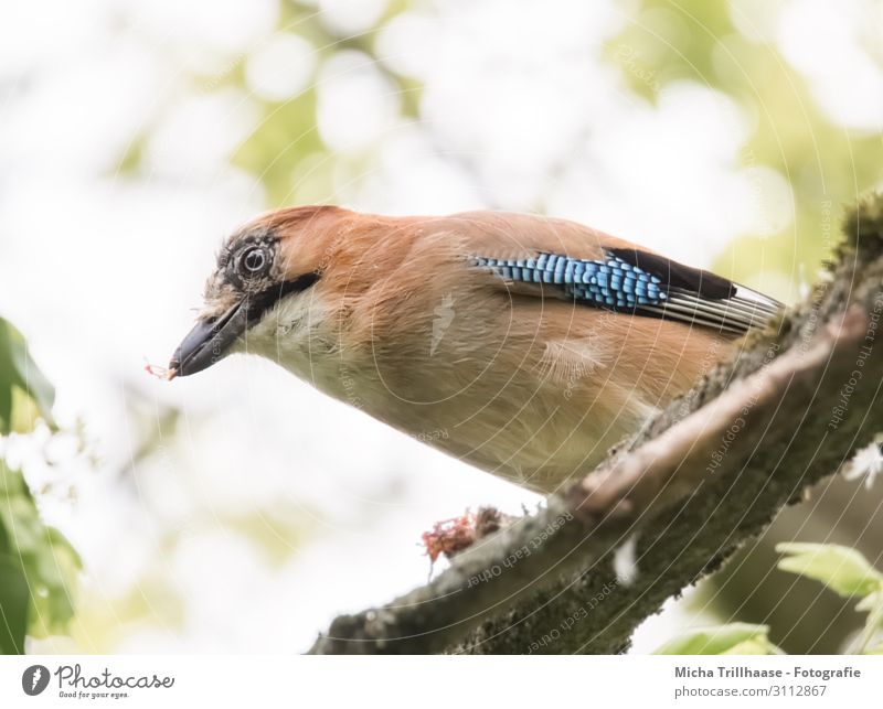 Eichelhäher auf einem Ast Natur Tier Himmel Sonnenlicht Schönes Wetter Baum Blatt Zweige u. Äste Wildtier Vogel Tiergesicht Flügel Kopf Schnabel Auge Feder