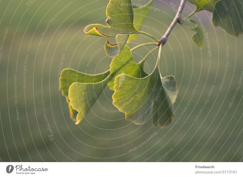 Ginkgoblätter in der Abendsonne Gesundheit Natur Pflanze Herbst Grünpflanze grün Farbfoto Gedeckte Farben Außenaufnahme Menschenleer Hintergrund neutral