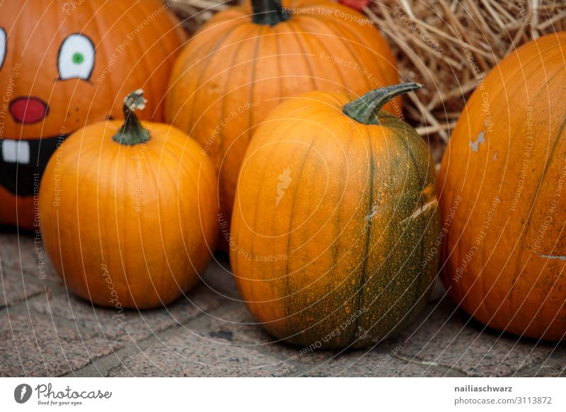 Kürbisse auf dem Markt Lebensmittel Gemüse Ernährung Bioprodukte Vegetarische Ernährung Lifestyle kaufen Feste & Feiern Erntedankfest Halloween Gartenarbeit