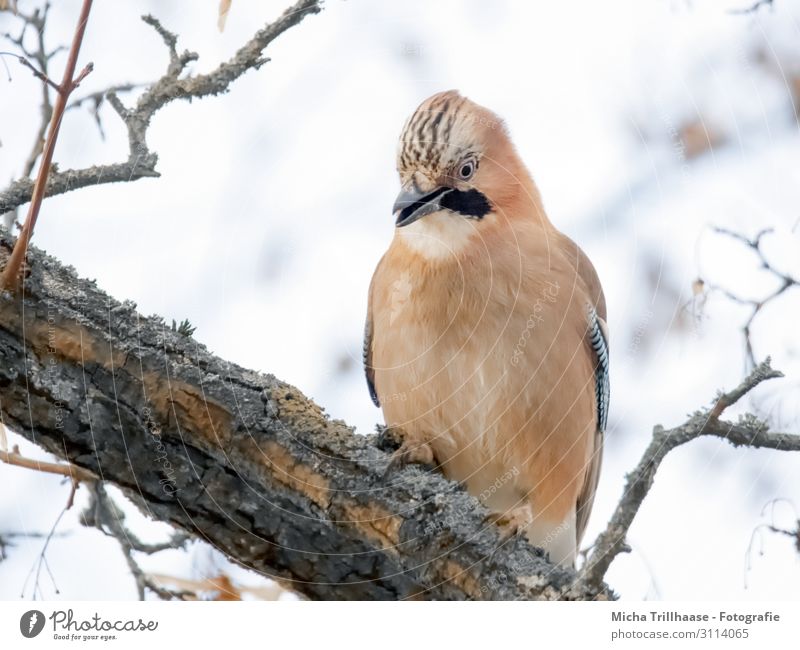 Eichelhäher im Baum Natur Tier Himmel Sonnenlicht Zweige u. Äste Wildtier Vogel Tiergesicht Flügel Krallen Kopf Schnabel Auge Feder gefiedert 1 beobachten