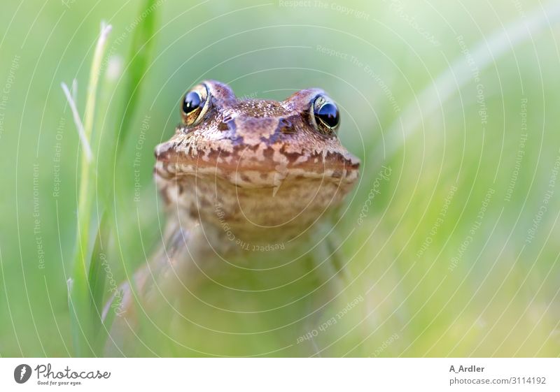 Makrofoto vom Grasfrosch Natur Landschaft Tier Garten Park Wiese Wildtier Frosch 1 frech Gesundheit niedlich schleimig schön braun grün Zufriedenheit