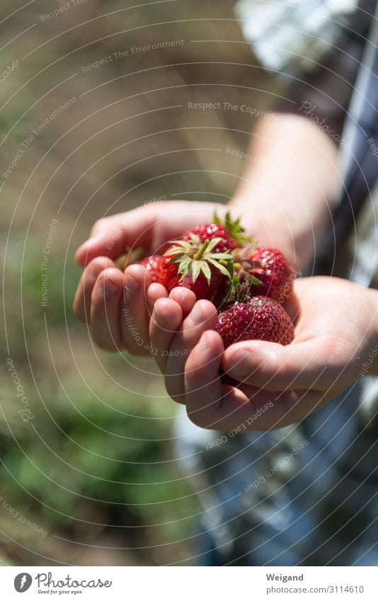 Erdbeerglück Lebensmittel Frucht Ernährung Bioprodukte Vegetarische Ernährung Diät Slowfood Freude Sinnesorgane Duft Kind Junge 1 Mensch lecker dankbar