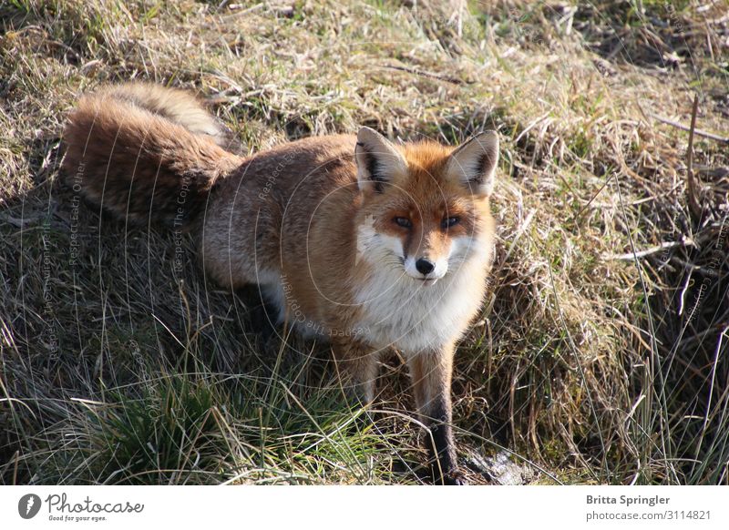 Fuchs, Natur, Lebensraum Fleisch harmonisch Zufriedenheit Bildung Werbebranche Tier Fell Wildtier 1 berühren außergewöhnlich klug braun Vertrauen