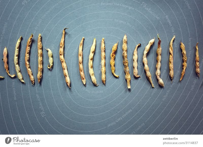 Bohnen Erbsen Ernte Ernährung Gesunde Ernährung Speise Essen Frucht Garten Hülsenfrüchte Essen zubereiten Lebensmittel trocken Vegane Ernährung