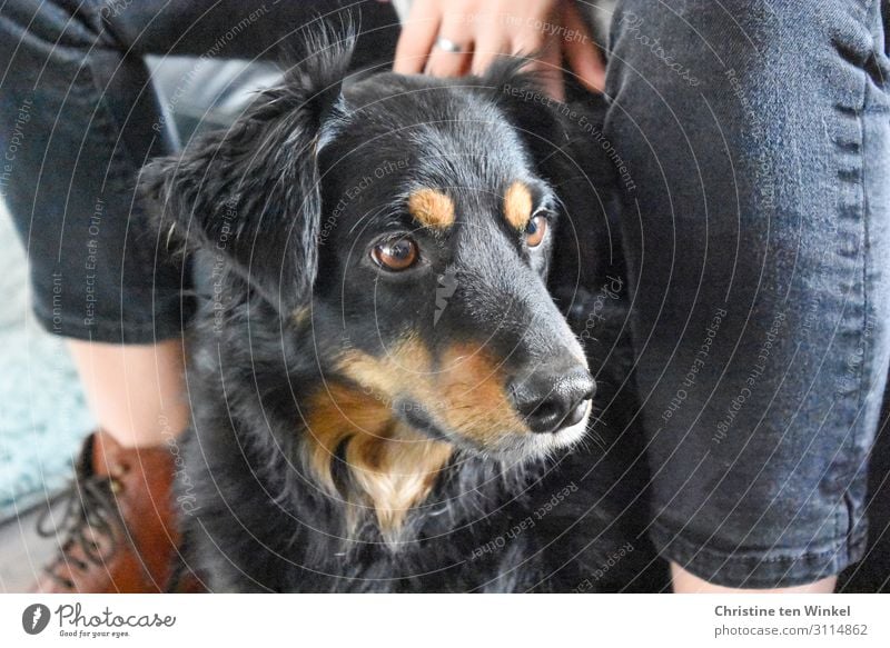 Hübscher schwarzer Hund mit brauner Zeichnung schaut zur Seite Haustier Junge Frau Jugendliche sitzen schauen treuer Blick Tier Tiergesicht Blick zur Seite