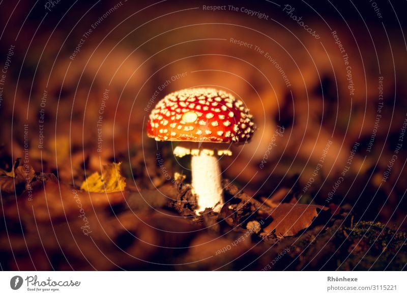 ein Männlein steht im Walde Natur Landschaft Pflanze Erde Herbst Pilz braun mehrfarbig rot weiß eitel Fliegenpilz Herbstlaub Herbstfärbung Farbfoto