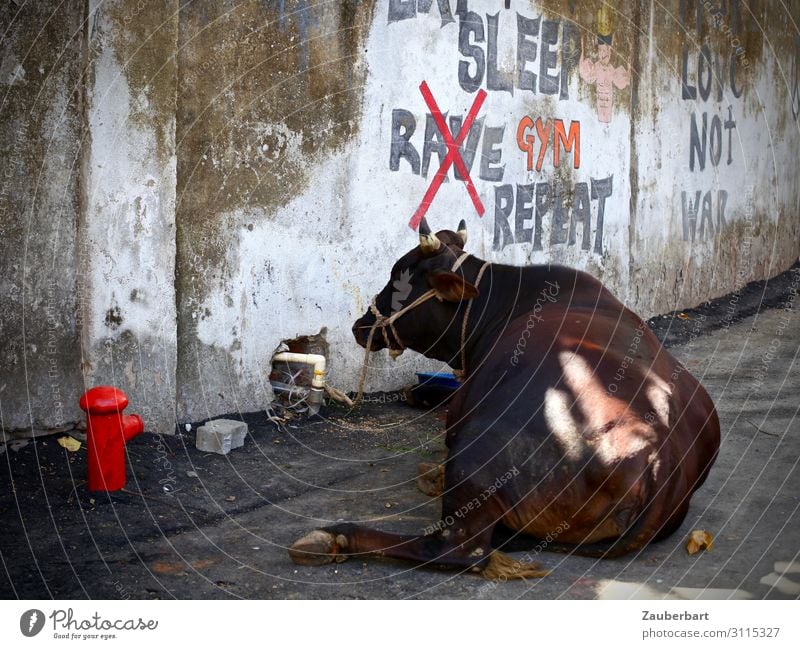 Sleep Rave Repeat exotisch Städtereise Subkultur Graffiti Mauer Wand Tier Kuh 1 Wärme braun grau rot Vertrauen Tierliebe friedlich Gelassenheit geduldig ruhig