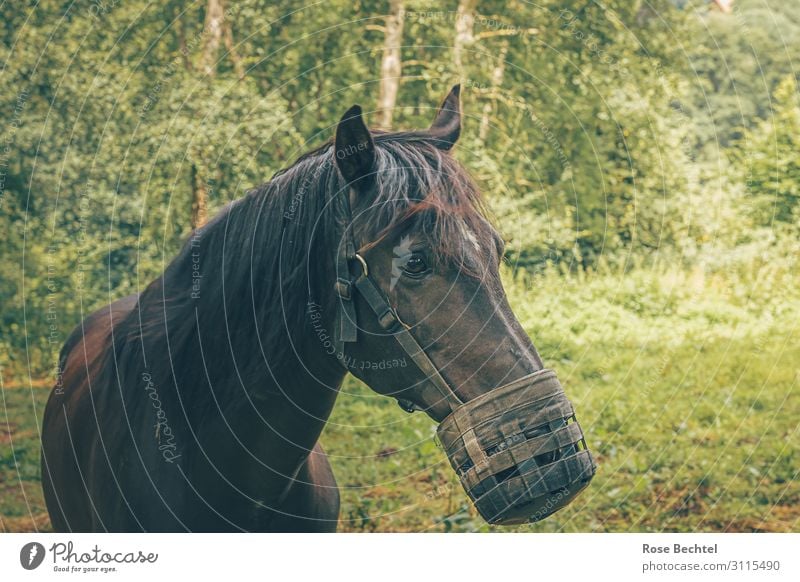 Dunkles Pferd mit Maulkorb Tier Nutztier 1 Leder Diät füttern braun Tierliebe Verantwortung gefräßig Fressbremse Weide Tierdiät Farbfoto Außenaufnahme