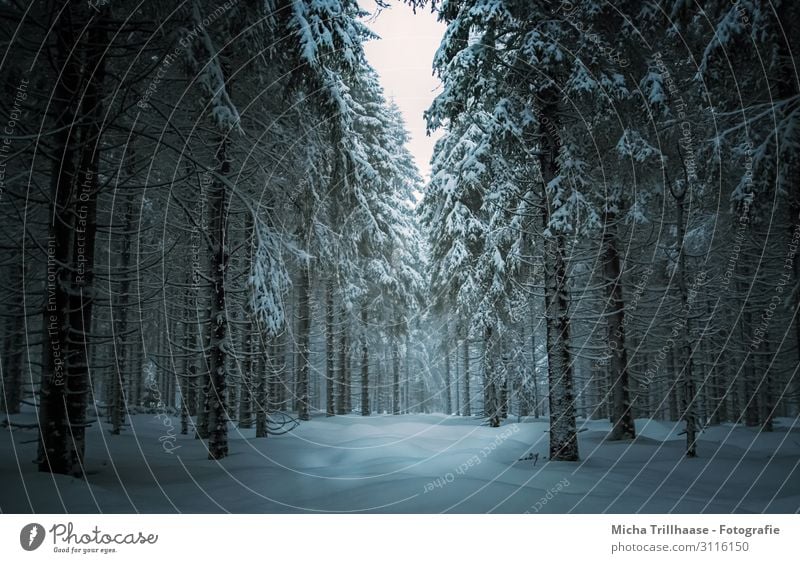 Winterwald in Thüringen Ferien & Urlaub & Reisen Tourismus Schnee Winterurlaub wandern Wintersport Natur Landschaft Pflanze Himmel Sonnenlicht Eis Frost Baum