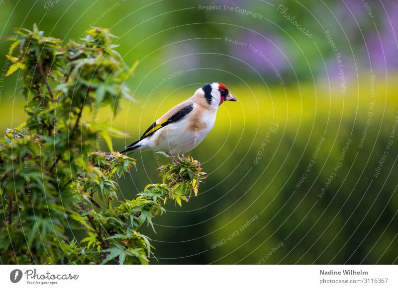 Stieglitz Altvogel Tier Wildtier Vogel Flügel 1 hocken sitzen stehen frei frisch niedlich Wärme mehrfarbig gelb grün rot schwarz weiß ruhig Freiheit Perspektive