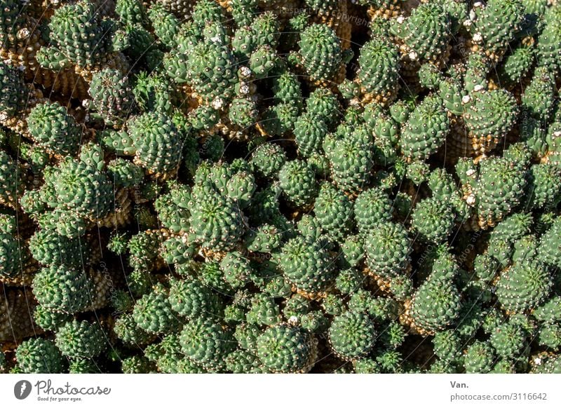 Kaktusstadt Natur Pflanze stachelig grün viele klein Farbfoto Außenaufnahme Nahaufnahme Detailaufnahme Menschenleer Tag Schatten Vogelperspektive