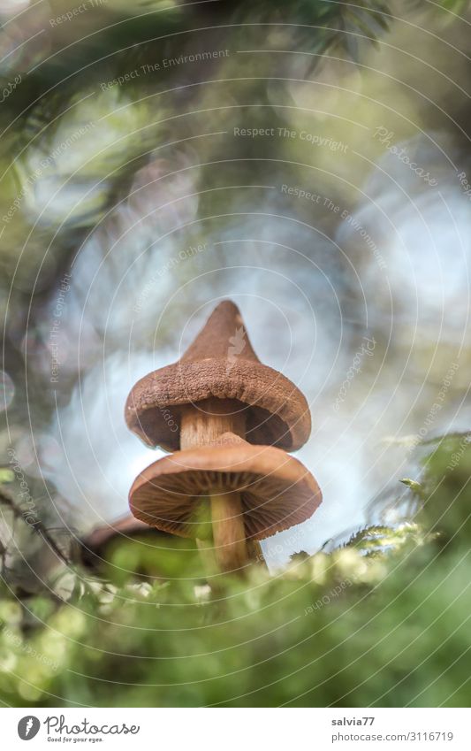 mit Spitzhut Umwelt Natur Pflanze Herbst Baum Sträucher Moos Wald Wachstum Gift Pilz Pilzhut Märchenwald traumhaft Unschärfe mystisch Farbfoto Außenaufnahme