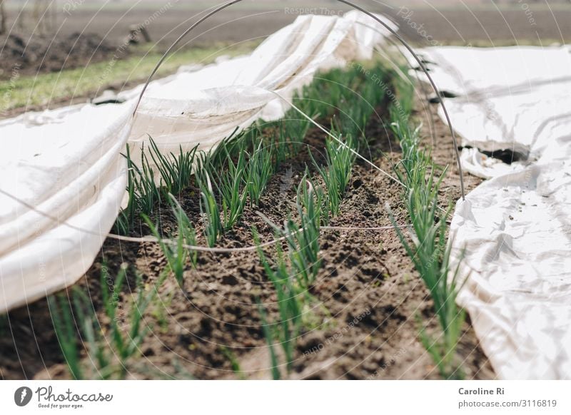 Zwiebeln auf dem Acker Gemüse Kräuter & Gewürze Vegetarische Ernährung Solidarische Landwirtschaft Forstwirtschaft Erde Pflanze Lauch Feld Ackerboden Folienbeet