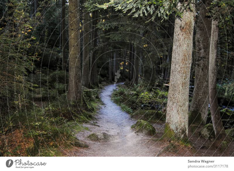 Märchenwald Umwelt Natur Landschaft Sommer Baum Wald Wege & Pfade außergewöhnlich bedrohlich Unendlichkeit gruselig braun grün Zufriedenheit Kraft Willensstärke