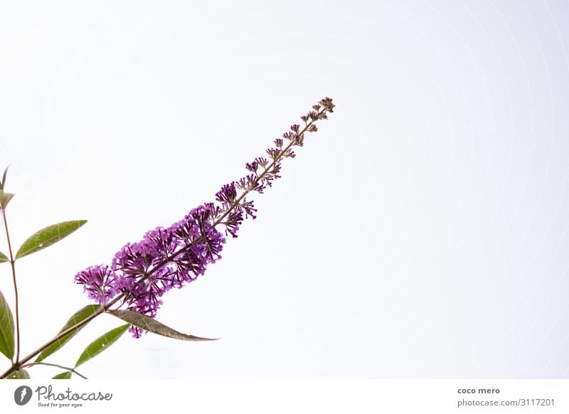 Sommerflieder Natur Pflanze Himmel Wolkenloser Himmel Blüte Duft Erholung Freiheit Farbfoto Außenaufnahme Menschenleer Textfreiraum rechts Tag